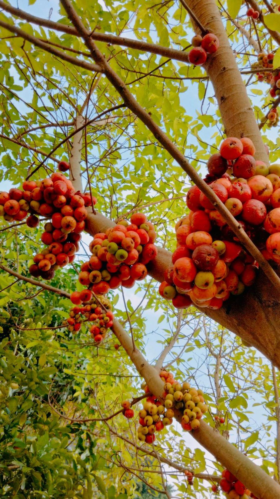 Hang Mua Eco Garden Xuan Son 外观 照片
