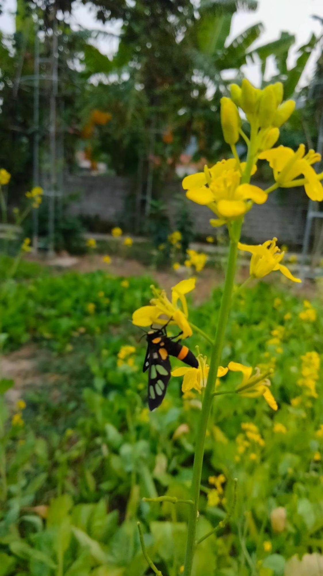 Hang Mua Eco Garden Xuan Son 外观 照片