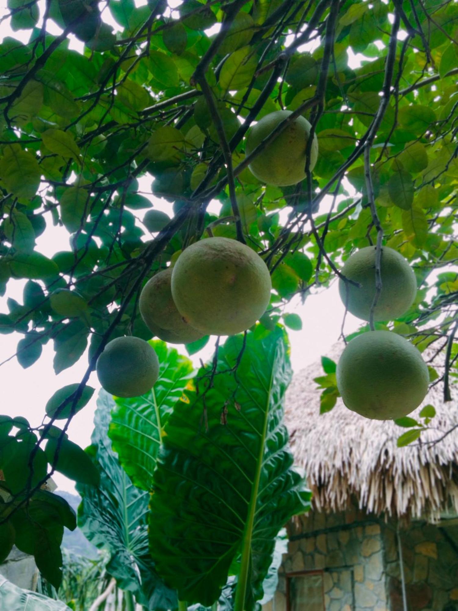 Hang Mua Eco Garden Xuan Son 外观 照片