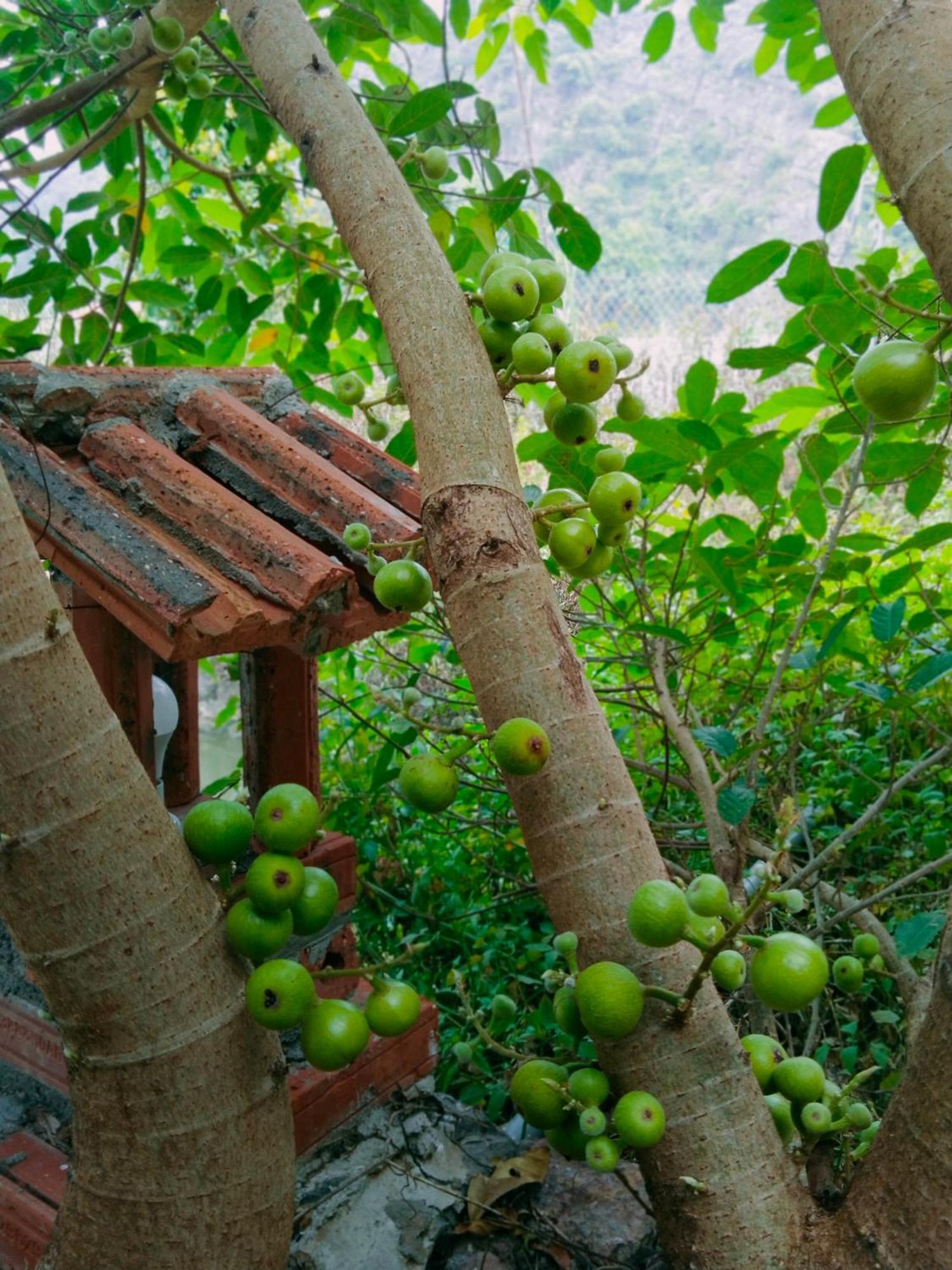 Hang Mua Eco Garden Xuan Son 外观 照片